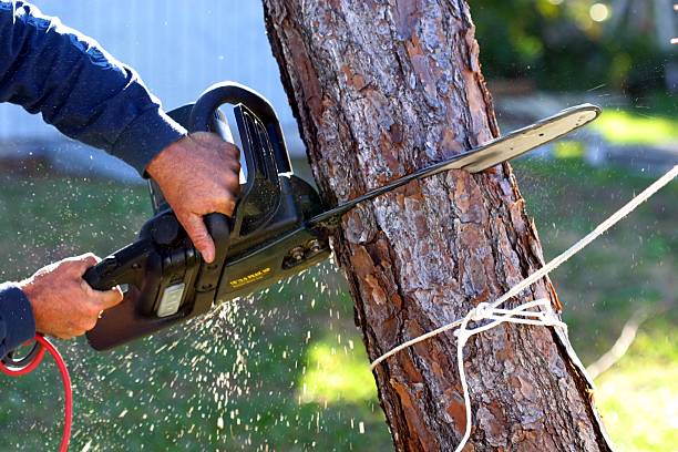 Washington Park, FL Tree Removal Services Company