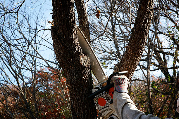 How Our Tree Care Process Works  in  Washington Park, FL